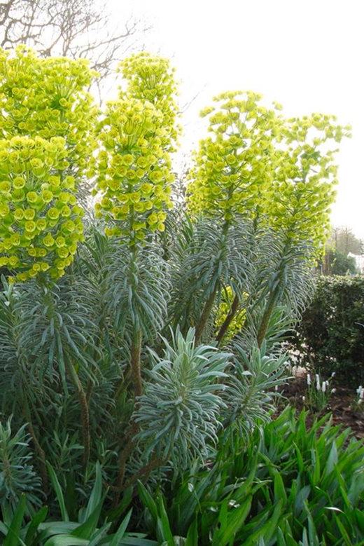 Euphorbia characias subsp. wulfenii 'John Tomlinson'