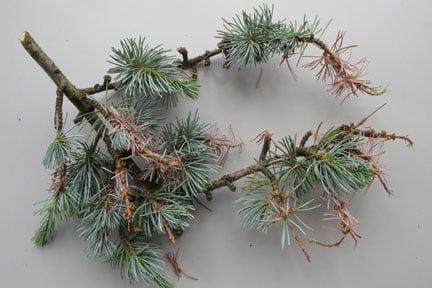 <EM>Sirococcus tsugae</EM> on <EM>Cedrus</EM>