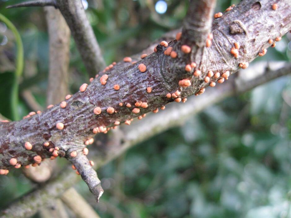 Coral spot on a hawthorn branch. Image: John Scrace