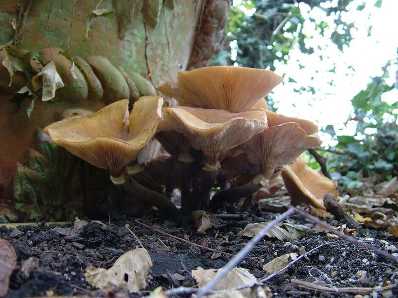 honey fungus