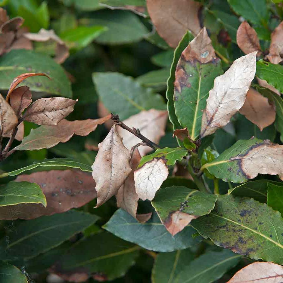 Frost damage on bay