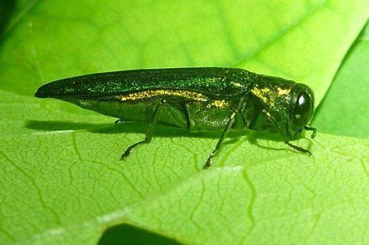 Emerald ash borer