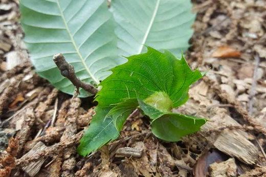 Oriental Chestnut Gall Wasp