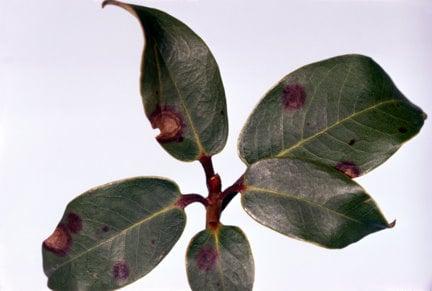 Rhododendron leaf spot