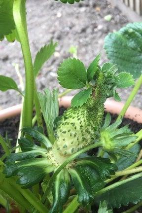 Strawberry 'Malwina' with phyllody