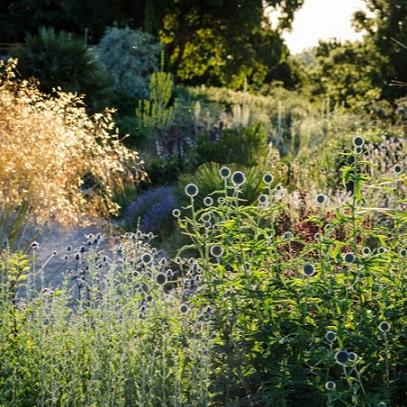 Plants with contrasting colours can create striking effects