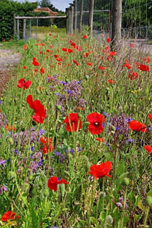 The vibrant red of field poppies makes a striking combination with blue borage