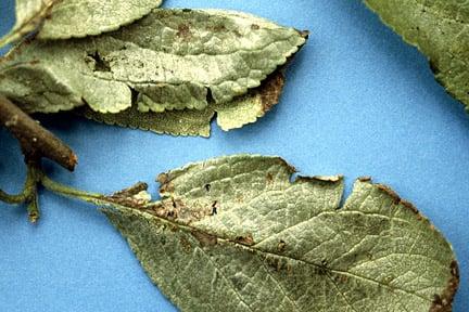 Silver leaf on plum. Image: RHS, Horticultural Science