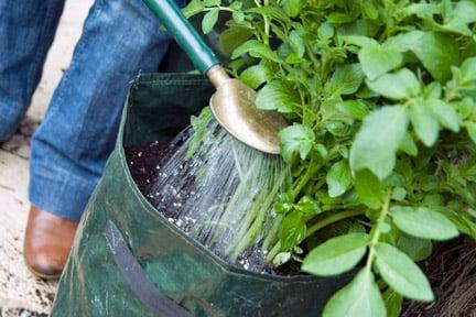 Potatoes: growing for the feastive season