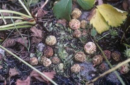 Strawberry fruits picked by field mice