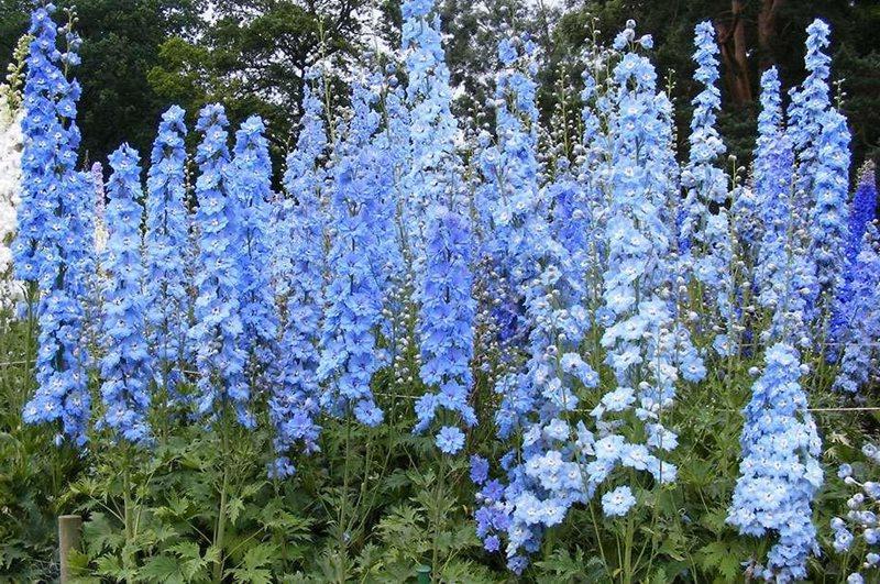 Delphinium 'Centurion Sky Blue'