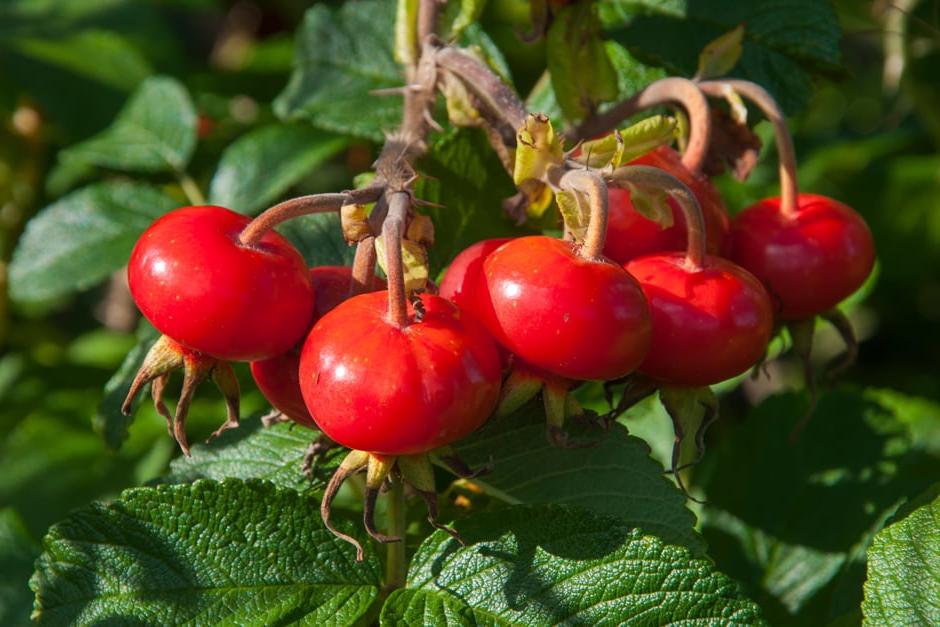 Rosa rugosa hips