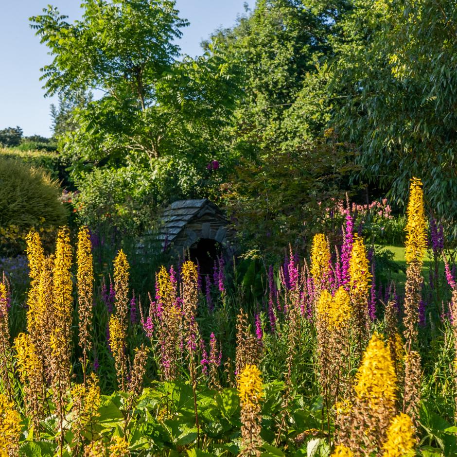 Many plants thrive in very damp soil