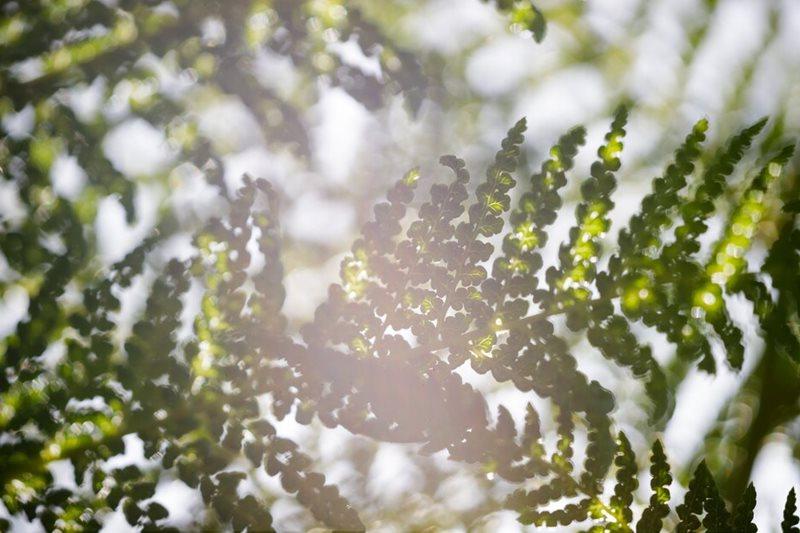 Dicksonia antarctica at Todd's Botanics