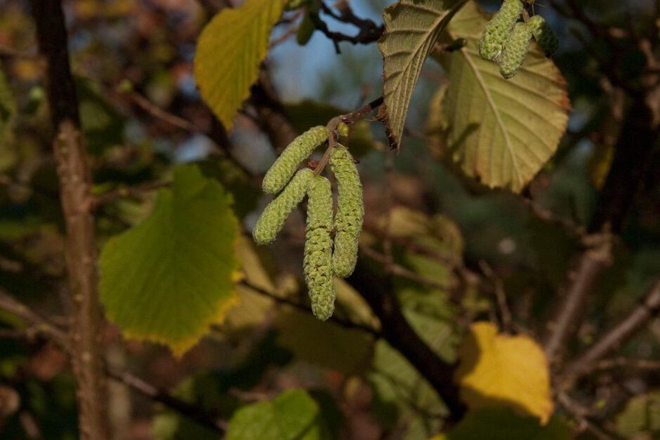 Key plants in the garden