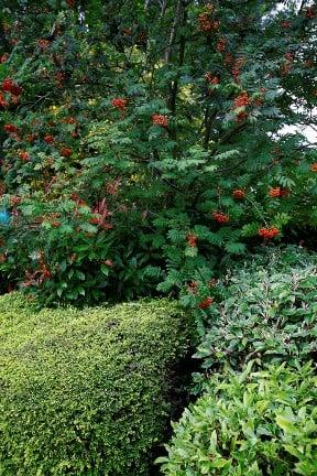 Evergreen shrubs RHS / Neil Hepworth