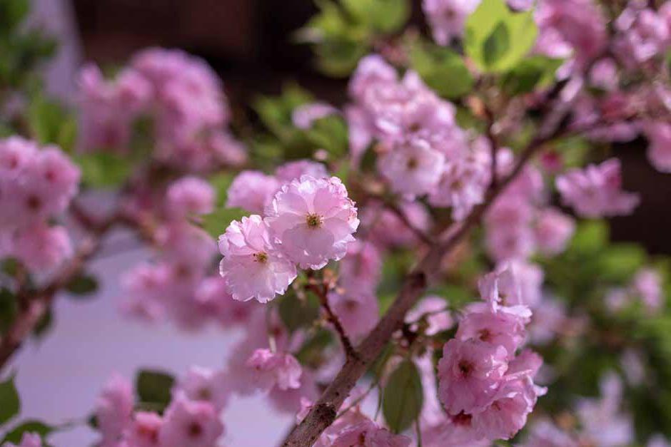 Prunus 'Ichiyo'