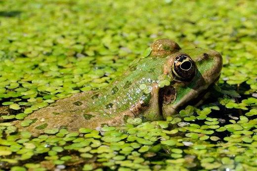 Marsh frog