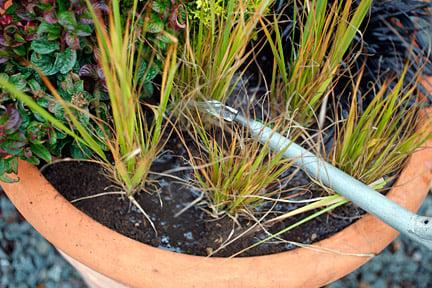 Watering is especially important for containers. Image: Neil Hepworth/RHS