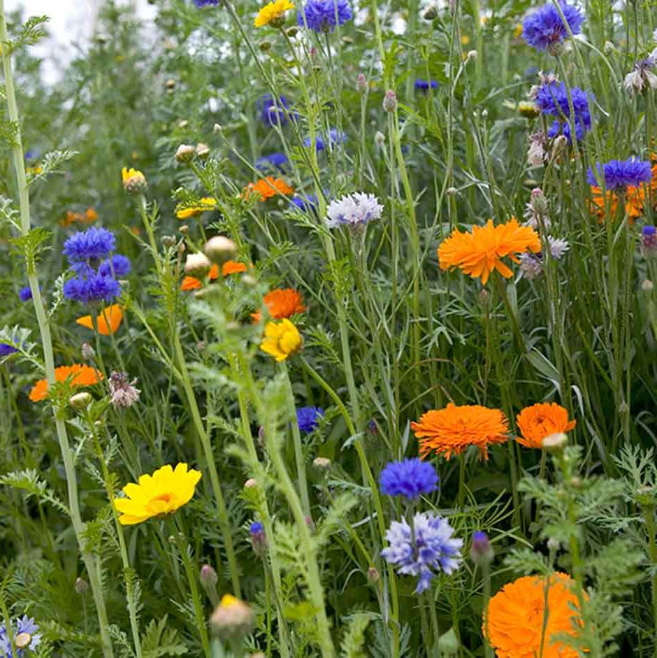 Direct sow a mix of annuals for a colourful summer display