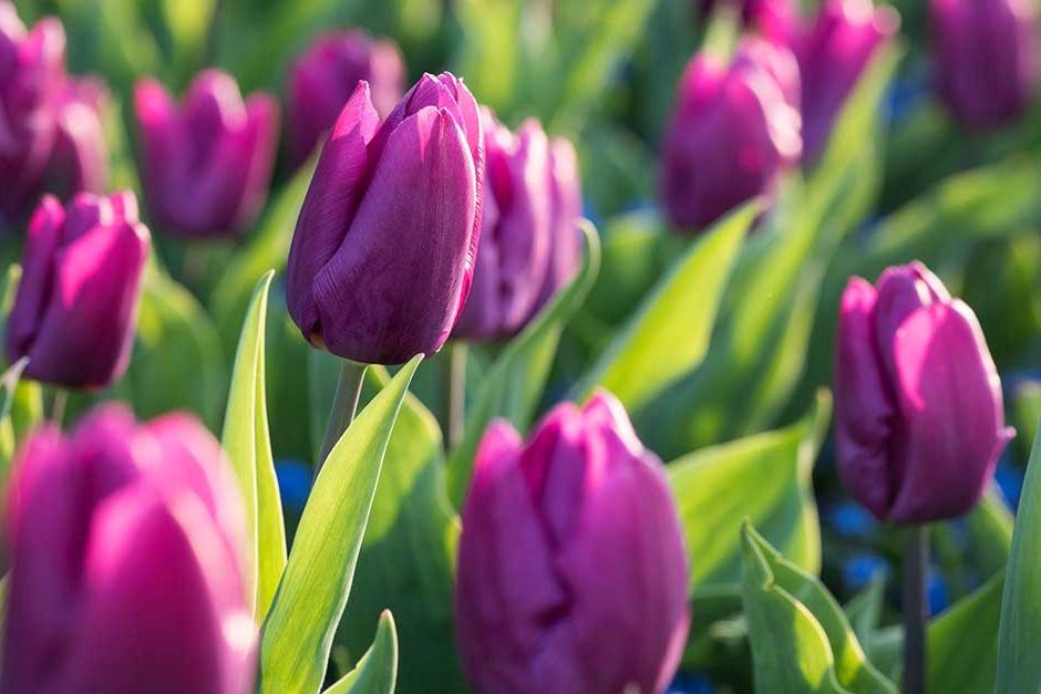 Discover tulips