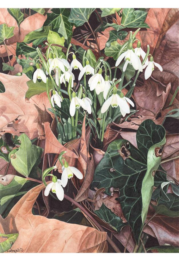 Snowdrops artwork