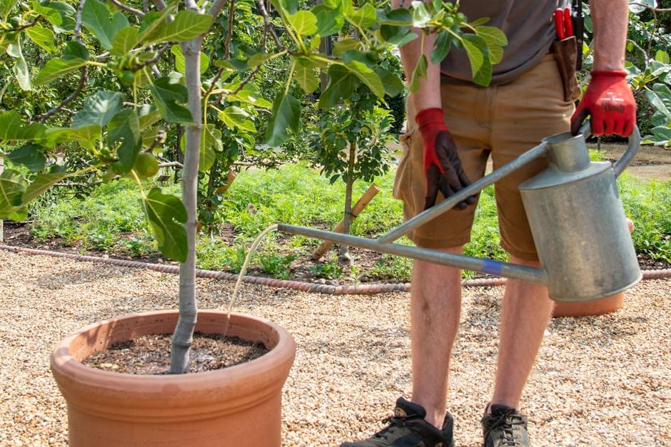 Watering a potted fig tree by watering can