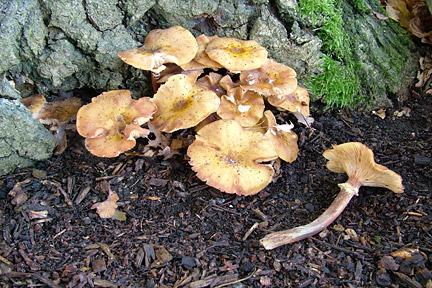 Honey fungus