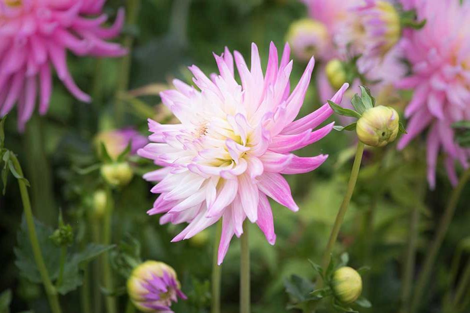 How to grow <i>Dahlia</i>