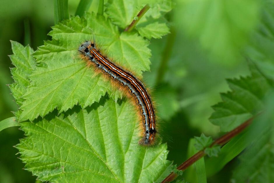 Lackey moth caterpillar (<EM>Malacosoma neustria</EM>)  Georgi Mabee/ RHS