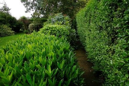 Evergreen shrubs RHS/Neil Hepworth