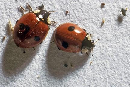 2-spot ladybird (<i>Adalia bipunctata</i>). Credit: RHS/Entomology.