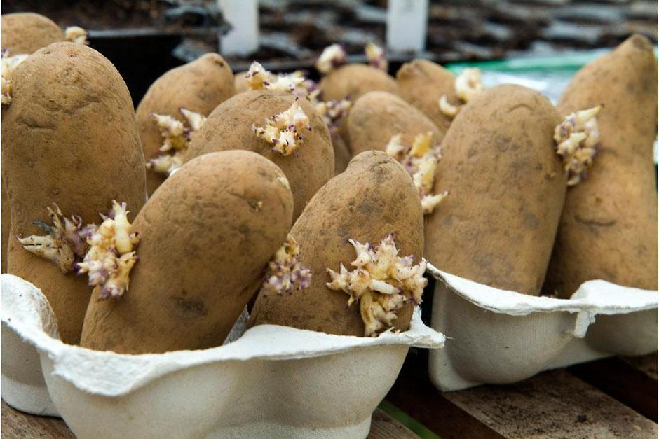 Chitting potatoes