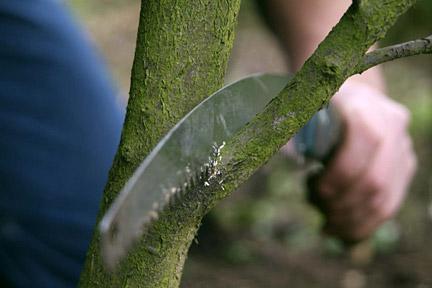 Remove a branch by sawing just beyond the branch collar 