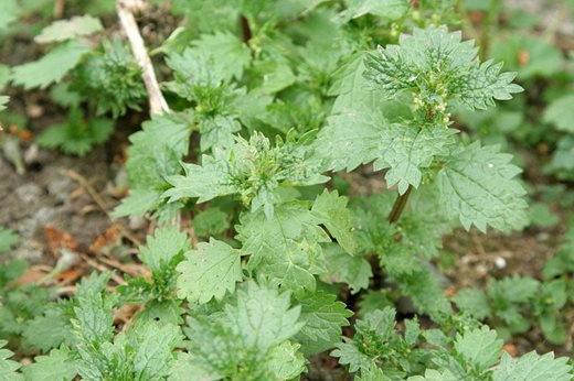 Annual nettle