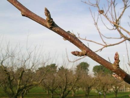 Fruit and wood buds on an apple branch