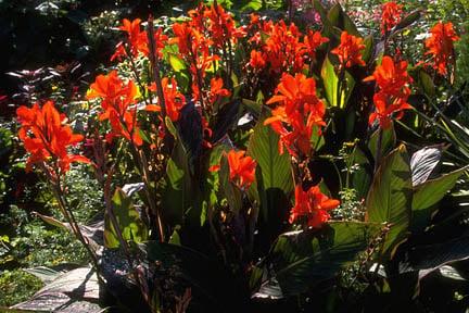 Cannas in midsummer. Credit:RHS/Education.