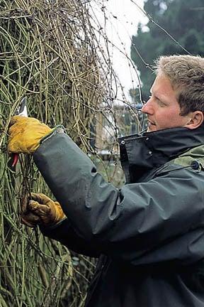 Clematis can out-grow their space, but are possible to renovate with pruning. Credit: RHS/Tim Sandall.