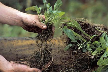 Dividing stachys. Credit: RHS/Tim Sandall.