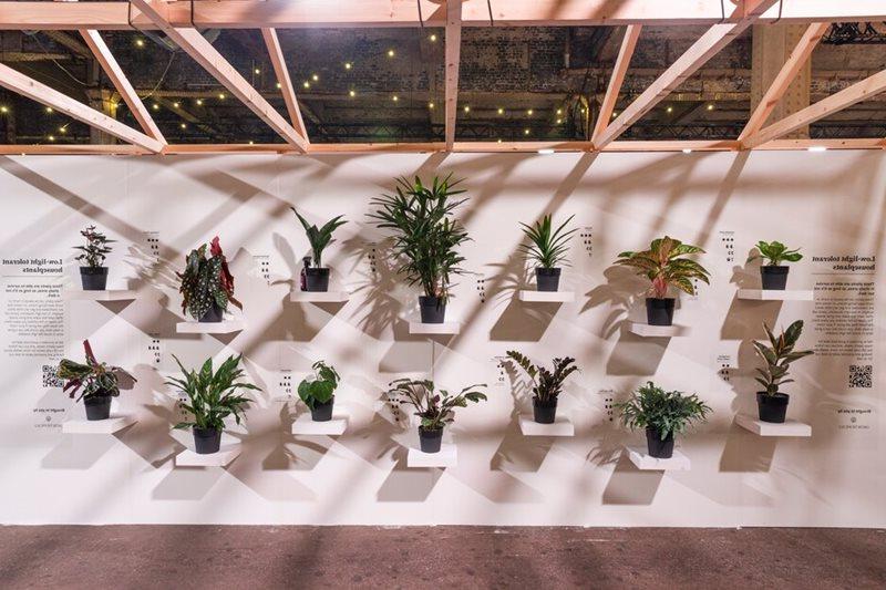 Low-light tolerant houseplants