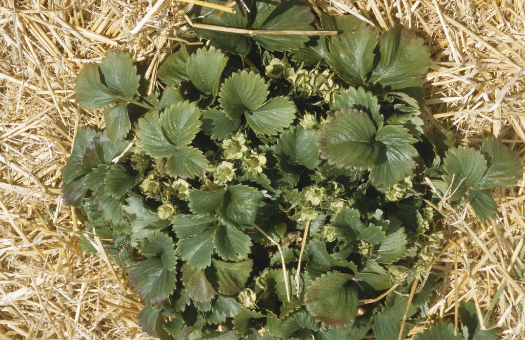 Strawberry plant showing phytoplasma symptoms of virescence (green petals)