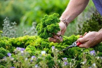 Harvesting parsley