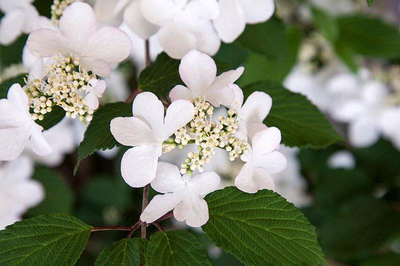 Viburnum Kilimanjaro Sunrise