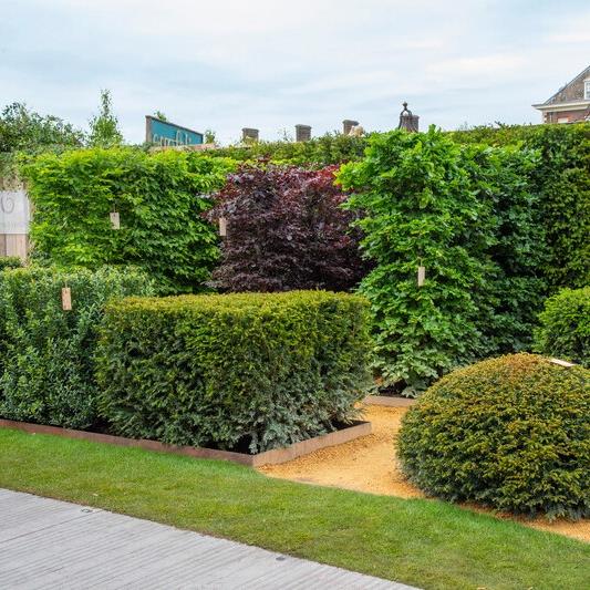 Dense hedging can help reduce noise