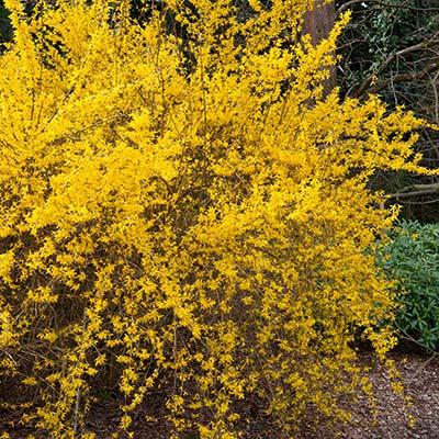 Discover forsythia