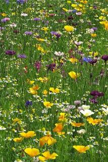 A colourful mix of native and non-native annuals