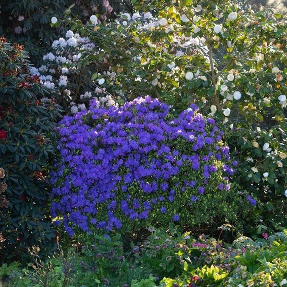 Plants such as rhododendrons and camellias enjoy acidic soils