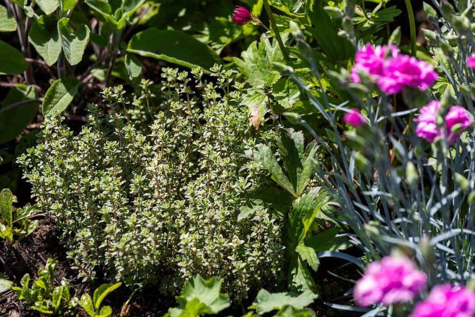 Thyme in borders in The Laskett Garden