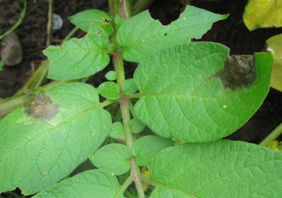 Leaf lesions caused by potato blight. Image: John Scrace