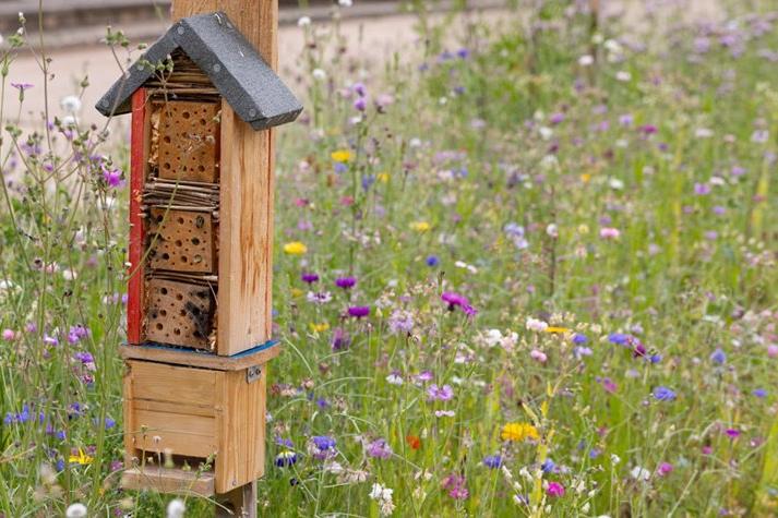 Large wildflower areas encourage bees and other insects